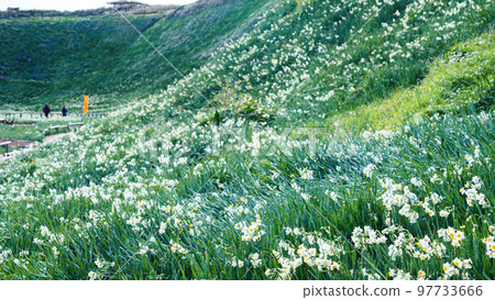 Winter in Tsumekizaki, Shimoda City, Shizuoka Prefecture (famous for narcissus and aloe) Winter in Tsumekizaki, Shimoda City, Shizuoka Prefecture (famous for narcissus and aloe) 97733666