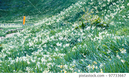 Winter in Tsumekizaki, Shimoda City, Shizuoka Prefecture (famous for narcissus and aloe) 97733667