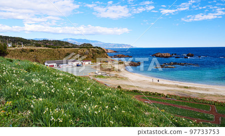 Winter in Tsumekizaki, Shimoda City, Shizuoka Prefecture (famous for narcissus and aloe) 97733753