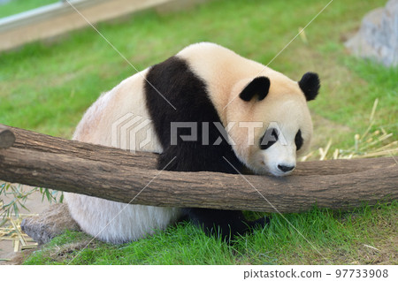 在桃濱放鬆身心 在桃濱放鬆身心 97733908