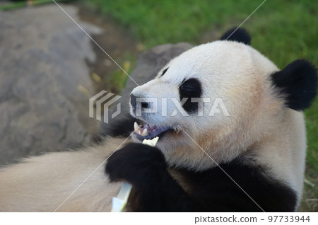 Momohama eating bamboo deliciously 97733944