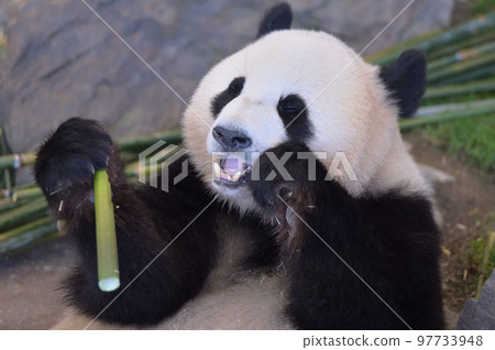 Momohama eating bamboo deliciously Momohama eating bamboo deliciously 97733948