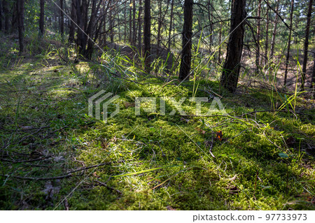 Green moss carpet in forest area Green moss carpet in forest area 97733973