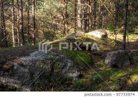Large boulders in a pine forest 97733974