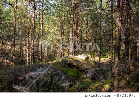 Large boulders in a pine forest 97733975