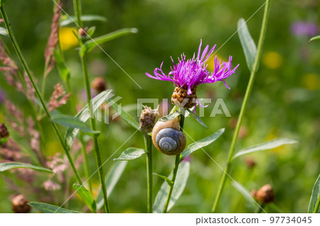 A snail crawling on a plant, a fragment of the wild 97734045