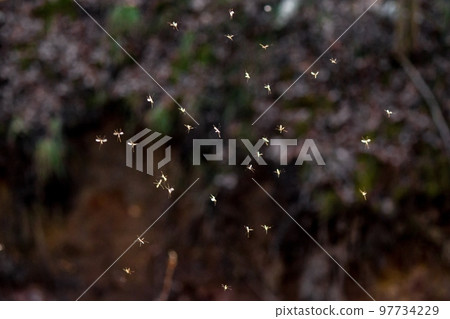 Swarm of flying mosquitoes in nature Swarm of flying mosquitoes in nature 97734229