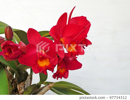 優雅形象!Mini Cattleya Love Fort Natsukochita 優雅形象!Mini Cattleya Love Fort Natsukochita 97734312