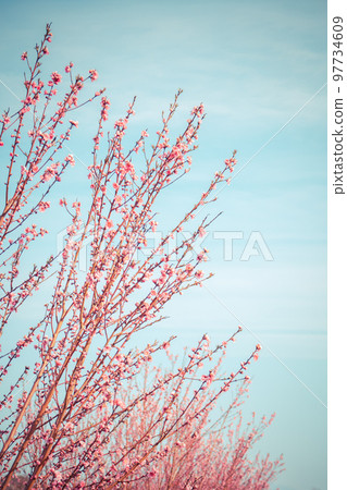 Peach blossoms in full bloom Peach blossoms in full bloom 97734609