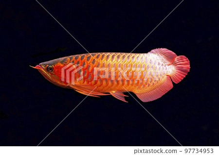 亞洲龍魚紅色龍魚黑色背景 亞洲龍魚紅色龍魚黑色背景 97734953