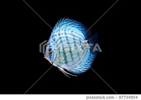 Discus Turquoise Discus Black Back 97734954