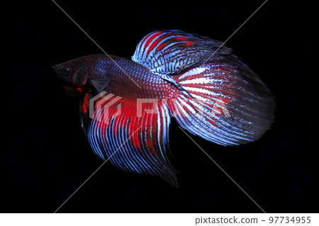 Solid display black background Solid display black background 97734955