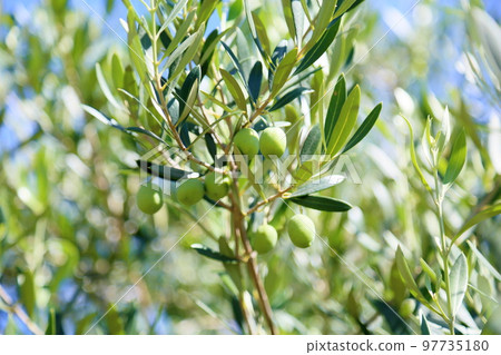 Refreshing olive fruit Refreshing olive fruit 97735180