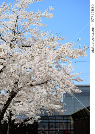 Sunny cherry blossom trees "Hyogo Prefecture" Sunny cherry blossom trees "Hyogo Prefecture" 97735680