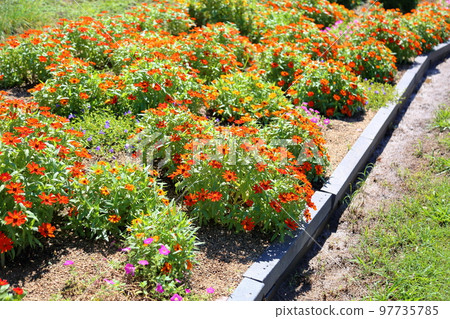 Zinnia Flower Zinnia Flower 97735785