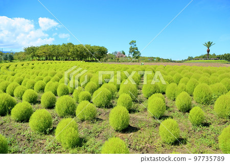 提神地膚 97735789