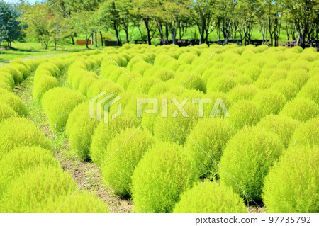 提神地膚 97735792