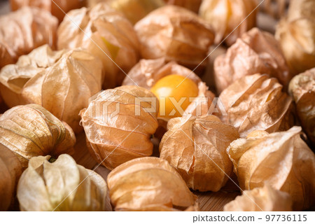 Cape gooseberry, golden berry or ground cherry (Physalis peruviana), Ripe orange fruit 97736115