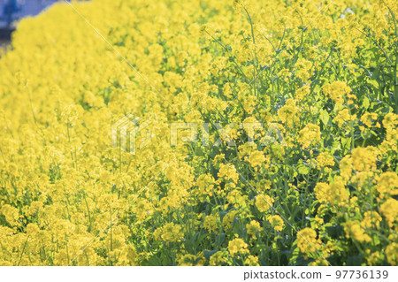 Rape blossoms 97736139