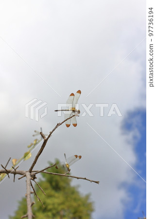 Fall dragonfly Fall dragonfly 97736194