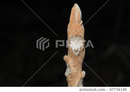 Crab leaves and winter buds 97736196