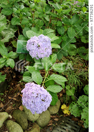 Hana no Bunkaen Hydrangea Temari Temari Hana no Bunkaen Hydrangea Temari Temari 97736291