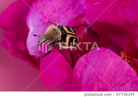 nice bug seating in may roses. extreme macro shot nice bug seating in may roses. extreme macro shot 97736345