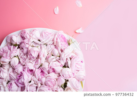 plate of pink fresh fragrance roses around double pink background. romantic and beauty concept . flat lay plate of pink fresh fragrance roses around double pink background. romantic and beauty concept . flat lay 97736432