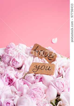 a lot of pink fresh fragrance roses around pink background. romantic and beauty concept a lot of pink fresh fragrance roses around pink background. romantic and beauty concept 97736433