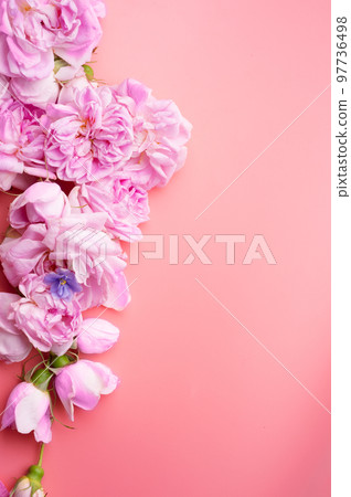 pink fresh fragrance roses around pink background. romantic and beauty concept pink fresh fragrance roses around pink background. romantic and beauty concept 97736498
