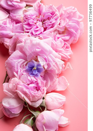 pink fresh fragrance roses around pink background. romantic and beauty concept pink fresh fragrance roses around pink background. romantic and beauty concept 97736499