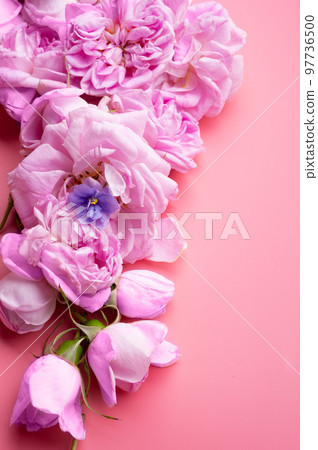 pink fresh fragrance roses around pink background. romantic and beauty concept pink fresh fragrance roses around pink background. romantic and beauty concept 97736500