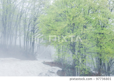 Nagaoka City, Niigata Prefecture, Doin Kogen Fantastic scenery of ponds and budding trees in the mist of remaining snow 97736801