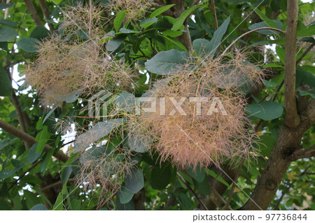 花的文化園 Cogmanoki 花的文化園 Cogmanoki 97736844