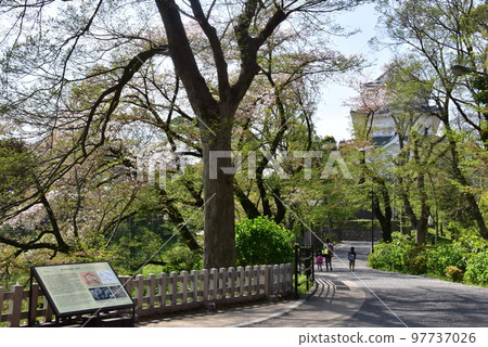 小田原城址公園北口步行道、天守閣、盛開的櫻花和新綠 小田原城址公園北口步行道、天守閣、盛開的櫻花和新綠 97737026