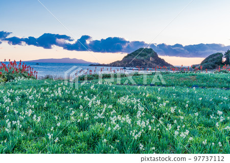 (Shizuoka Prefecture) Narcissus and Aloe Saku Tsumekizaki Nature Park Dawn 97737112