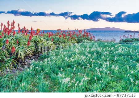 (Shizuoka Prefecture) Narcissus and Aloe Saku Tsumekizaki Nature Park Dawn (Shizuoka Prefecture) Narcissus and Aloe Saku Tsumekizaki Nature Park Dawn 97737113