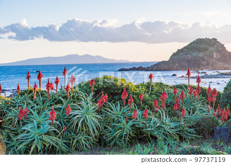 (Shizuoka Prefecture) Narcissus and Aloe Saku Tsumekizaki Nature Park Dawn 97737119