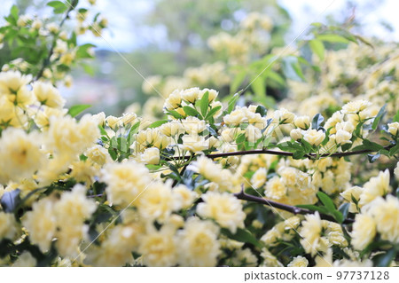 Beautiful yellow Mokkou rose flower 97737128