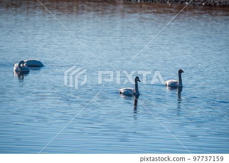 Shiratori Shiratori Land Winter Season Fukaya City Shiratori Shiratori Land Winter Season Fukaya City 97737159
