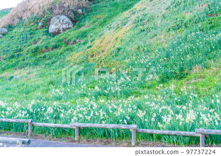 （靜岡縣）Tsumekizaki 自然公園的水仙花清晨 97737224