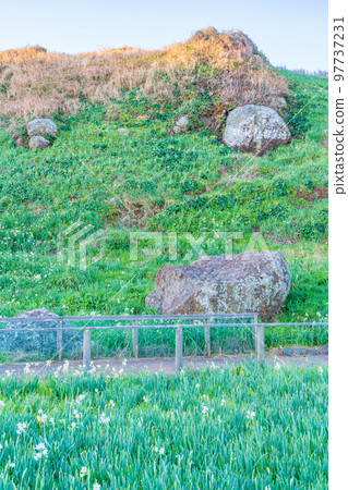 (Shizuoka Prefecture) Narcissus in Tsumekizaki Nature Park Early morning (Shizuoka Prefecture) Narcissus in Tsumekizaki Nature Park Early morning 97737231