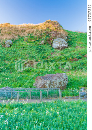 (Shizuoka Prefecture) Narcissus in Tsumekizaki Nature Park Early morning 97737232