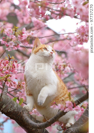 Kawazu Sakura and cat Kawazu Sakura and cat 97737270