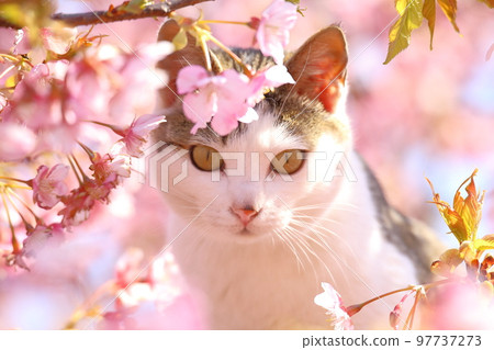 川津櫻和貓 97737273