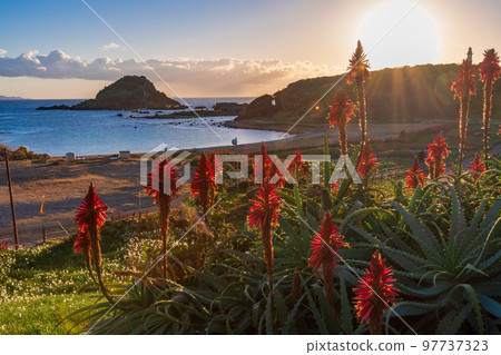 (Shizuoka Prefecture) Tsumekizaki Nature Park Narcissus Festival Early morning (Shizuoka Prefecture) Tsumekizaki Nature Park Narcissus Festival Early morning 97737323