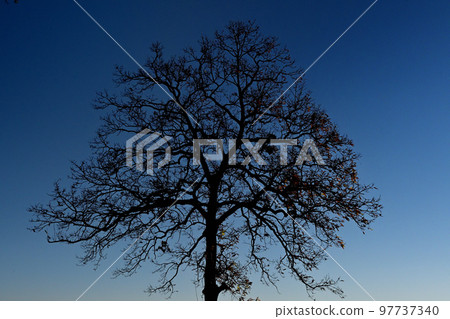 黃昏時分,一棵巨樹的影子滲入湛藍的瞬間天空 黃昏時分,一棵巨樹的影子滲入湛藍的瞬間天空 97737340