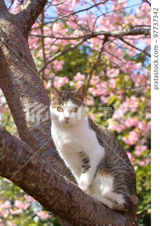 川津櫻和貓 川津櫻和貓 97737342