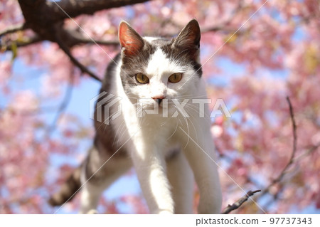 川津櫻和貓 川津櫻和貓 97737343