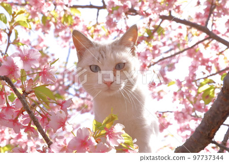 川津櫻和貓 川津櫻和貓 97737344